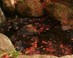 Tapeta Nature Beautiful Autumn 112.jpg